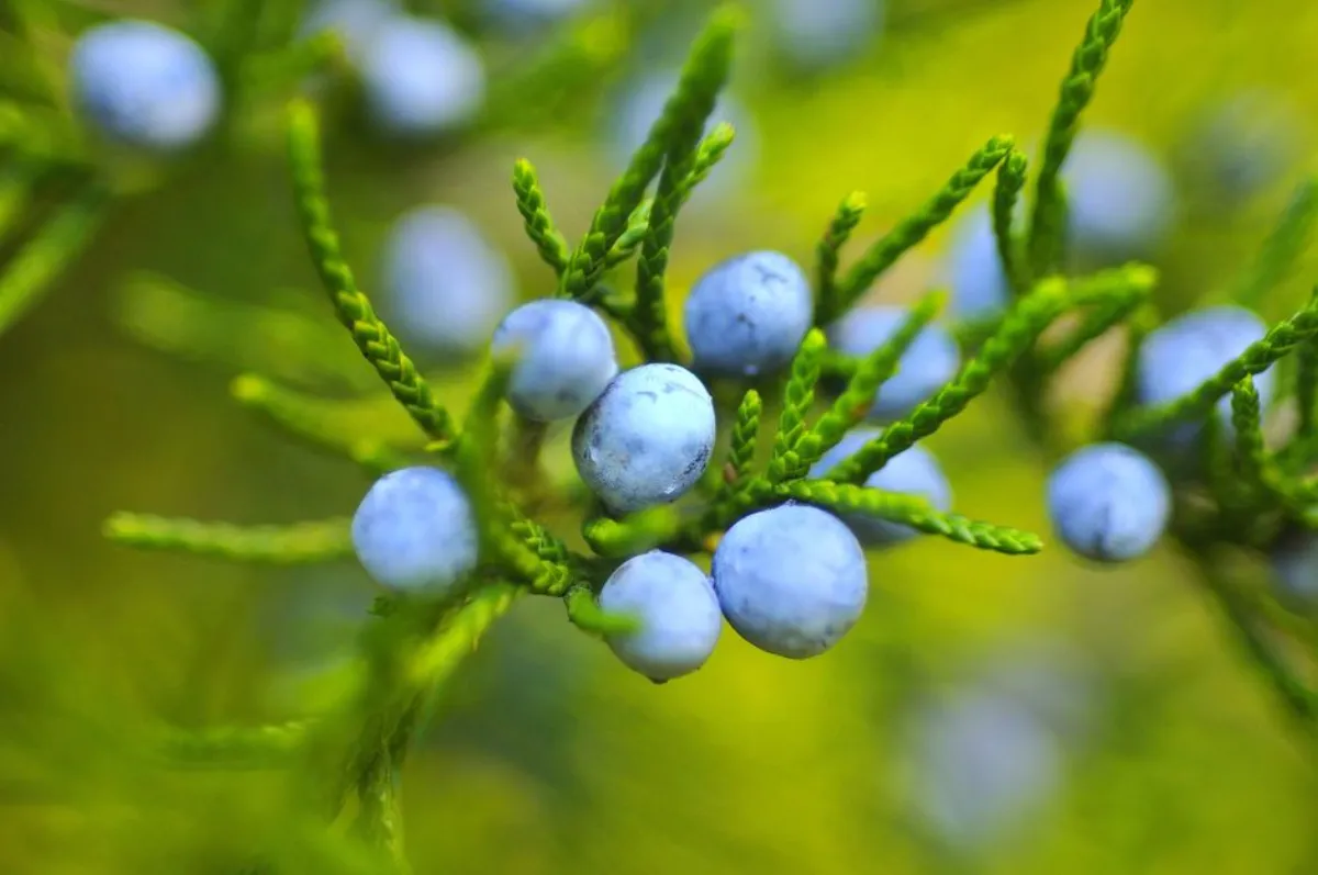 juniper plant
